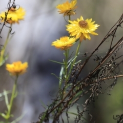 Xerochrysum viscosum at Molonglo Gorge - 17 Nov 2023