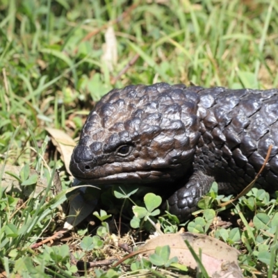 Tiliqua rugosa (Shingleback Lizard) at Molonglo Gorge - 17 Nov 2023 by JimL