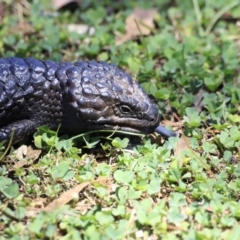 Tiliqua rugosa at Molonglo Gorge - 17 Nov 2023 01:54 PM