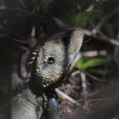 Intellagama lesueurii howittii (Gippsland Water Dragon) at Molonglo Gorge - 17 Nov 2023 by JimL