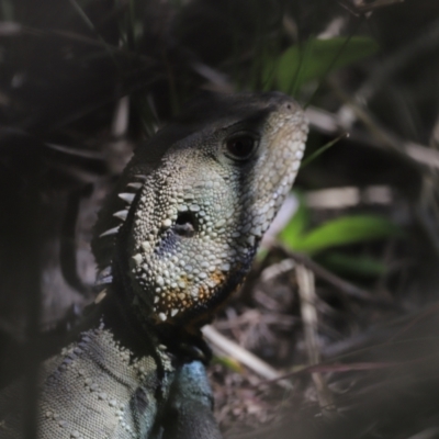 Intellagama lesueurii howittii (Gippsland Water Dragon) at Kowen, ACT - 17 Nov 2023 by JimL