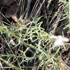 Rhodanthe anthemoides at Molonglo Gorge - 17 Nov 2023