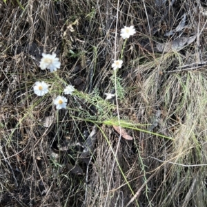 Rhodanthe anthemoides at Molonglo Gorge - 17 Nov 2023