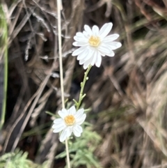 Rhodanthe anthemoides at Molonglo Gorge - 17 Nov 2023 02:38 PM