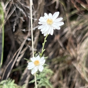 Rhodanthe anthemoides at Molonglo Gorge - 17 Nov 2023