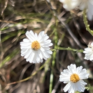 Rhodanthe anthemoides at Molonglo Gorge - 17 Nov 2023