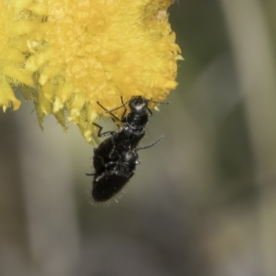 Dasytinae (subfamily) (Soft-winged flower beetle) at Fraser, ACT - 17 Nov 2023 by kasiaaus