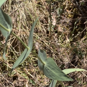 Veronica perfoliata at Molonglo Gorge - 17 Nov 2023