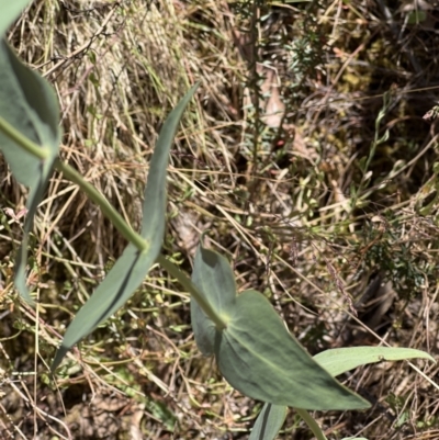 Veronica perfoliata (Digger's Speedwell) at Molonglo Gorge - 17 Nov 2023 by JimL