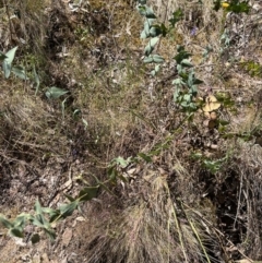 Veronica perfoliata at Molonglo Gorge - 17 Nov 2023 02:09 PM