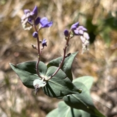 Veronica perfoliata at Molonglo Gorge - 17 Nov 2023