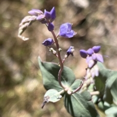 Veronica perfoliata at Molonglo Gorge - 17 Nov 2023