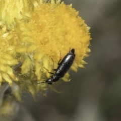 Dasytinae (subfamily) (Soft-winged flower beetle) at Fraser, ACT - 17 Nov 2023 by kasiaaus