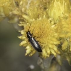 Dasytinae (subfamily) at Dunlop Grassland (DGE) - 17 Nov 2023