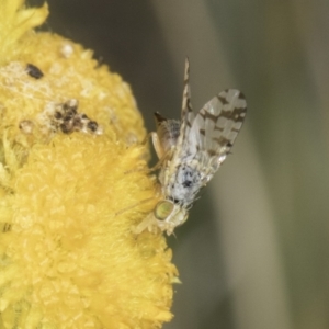 Austrotephritis poenia at Fraser, ACT - 17 Nov 2023