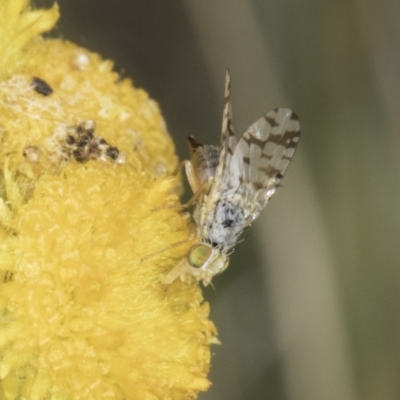 Austrotephritis poenia (Australian Fruit Fly) at Dunlop Grassland (DGE) - 17 Nov 2023 by kasiaaus
