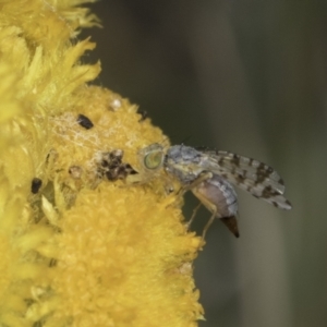 Austrotephritis poenia at Dunlop Grassland (DGE) - 17 Nov 2023