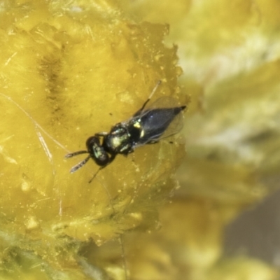 Chalcidoidea (superfamily) (A gall wasp or Chalcid wasp) at Dunlop Grassland (DGE) - 17 Nov 2023 by kasiaaus