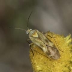 Miridae (family) (Unidentified plant bug) at Dunlop Grasslands - 17 Nov 2023 by kasiaaus