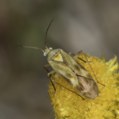 Miridae (family) (Unidentified plant bug) at Fraser, ACT - 17 Nov 2023 by kasiaaus