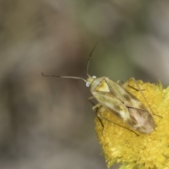 Miridae (family) at Dunlop Grassland (DGE) - 17 Nov 2023