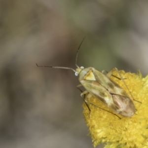 Miridae (family) at Fraser, ACT - 17 Nov 2023 12:20 PM