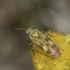 Miridae (family) at Dunlop Grassland (DGE) - 17 Nov 2023