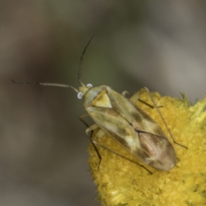 Miridae (family) at Fraser, ACT - 17 Nov 2023 12:20 PM