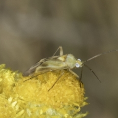 Miridae (family) (Unidentified plant bug) at Dunlop Grassland (DGE) - 17 Nov 2023 by kasiaaus