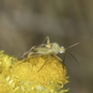 Miridae (family) at Dunlop Grassland (DGE) - 17 Nov 2023