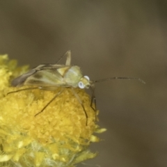 Miridae (family) at Fraser, ACT - 17 Nov 2023 12:20 PM