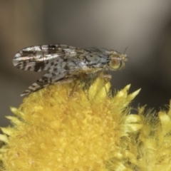 Austrotephritis poenia (Australian Fruit Fly) at Dunlop Grassland (DGE) - 17 Nov 2023 by kasiaaus