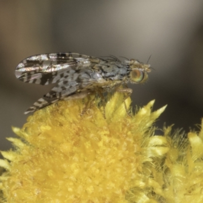 Austrotephritis poenia (Australian Fruit Fly) at Dunlop Grasslands - 17 Nov 2023 by kasiaaus