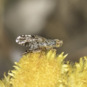 Austrotephritis poenia at Fraser, ACT - 17 Nov 2023