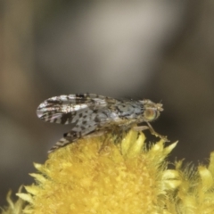 Austrotephritis poenia at Fraser, ACT - 17 Nov 2023