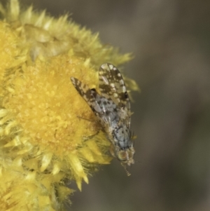 Austrotephritis poenia at Fraser, ACT - 17 Nov 2023 12:21 PM