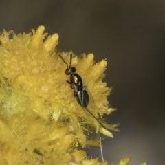 Torymidae (family) (Torymid wasp) at Fraser, ACT - 17 Nov 2023 by kasiaaus