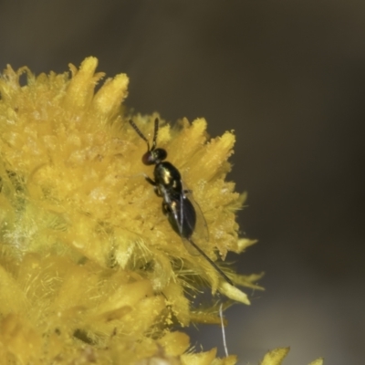 Torymidae (family) (Torymid wasp) at Dunlop Grasslands - 17 Nov 2023 by kasiaaus