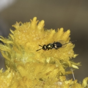 Torymidae (family) at Dunlop Grassland (DGE) - 17 Nov 2023