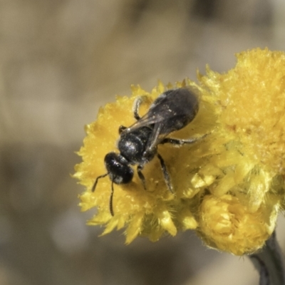 Lasioglossum (Chilalictus) sp. (genus & subgenus) (Halictid bee) at Fraser, ACT - 17 Nov 2023 by kasiaaus
