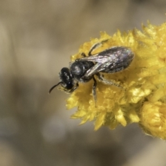 Lasioglossum (Chilalictus) sp. (genus & subgenus) at Fraser, ACT - 17 Nov 2023