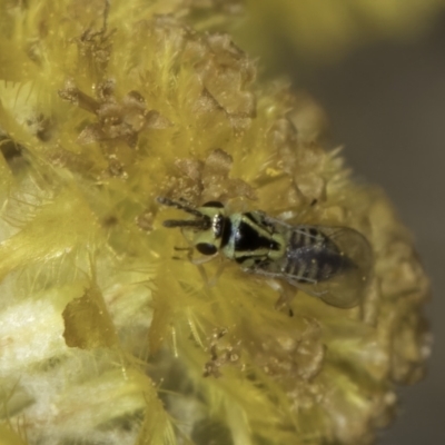 Chalcidoidea (superfamily) (A gall wasp or Chalcid wasp) at Dunlop Grasslands - 17 Nov 2023 by kasiaaus