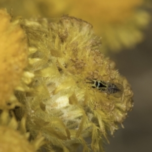 Chalcidoidea (superfamily) at Dunlop Grassland (DGE) - 17 Nov 2023