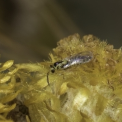 Chalcidoidea (superfamily) at Dunlop Grassland (DGE) - 17 Nov 2023