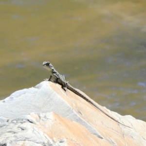 Intellagama lesueurii howittii at Molonglo Gorge - 17 Nov 2023 02:14 PM