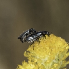 Dasytinae (subfamily) (Soft-winged flower beetle) at Fraser, ACT - 17 Nov 2023 by kasiaaus