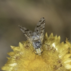 Austrotephritis poenia (Australian Fruit Fly) at Dunlop Grassland (DGE) - 17 Nov 2023 by kasiaaus