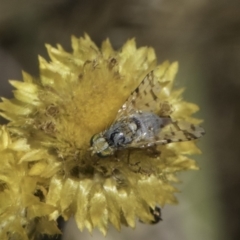 Austrotephritis poenia at Dunlop Grassland (DGE) - 17 Nov 2023