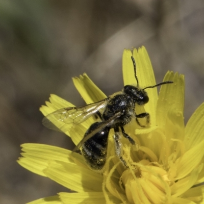 Lasioglossum (Chilalictus) sp. (genus & subgenus) (Halictid bee) at Fraser, ACT - 17 Nov 2023 by kasiaaus