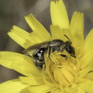 Lasioglossum (Chilalictus) sp. (genus & subgenus) at Fraser, ACT - 17 Nov 2023